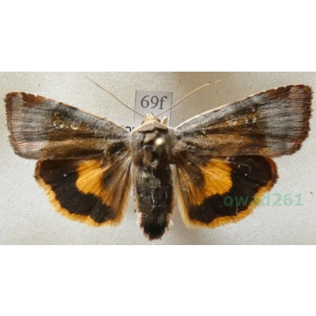 Noctua janthe (Borkhausen, 1792) Rolnica przepaska Czech69f